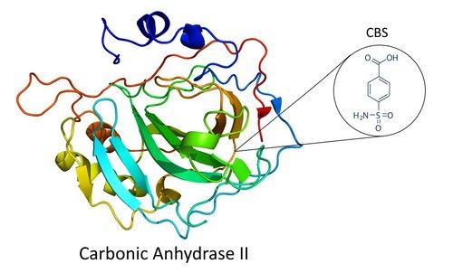 The Detection of a Low Molecular Weight Enzyme Inhibitor using the OpenPlex system 檢測一種低分子量的酶抑制劑